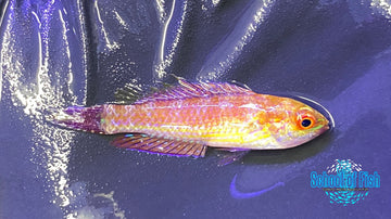 Bell's Flasher Males small #1