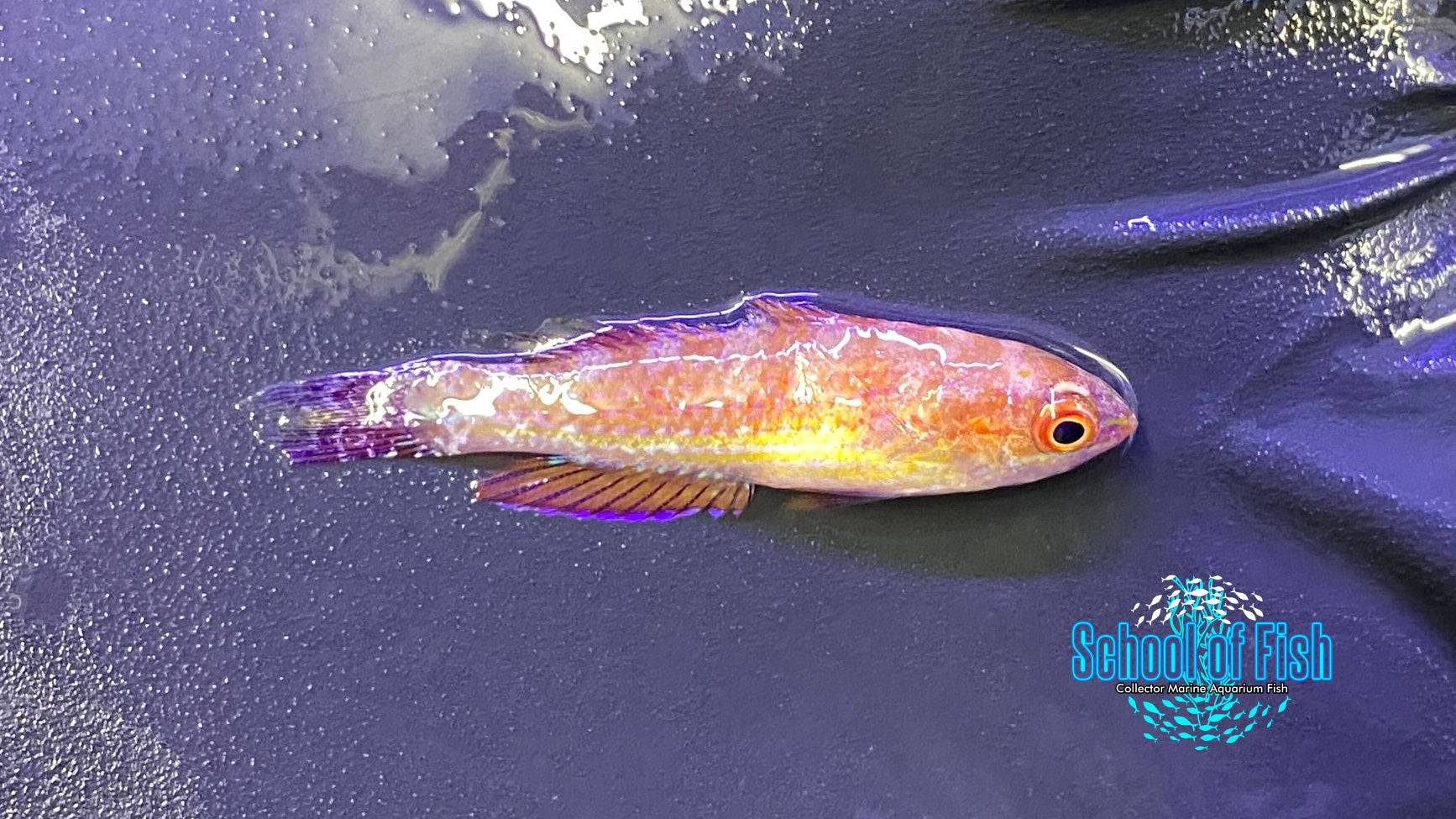 Bell's Flasher Males small #2 | School of Fish Online Store