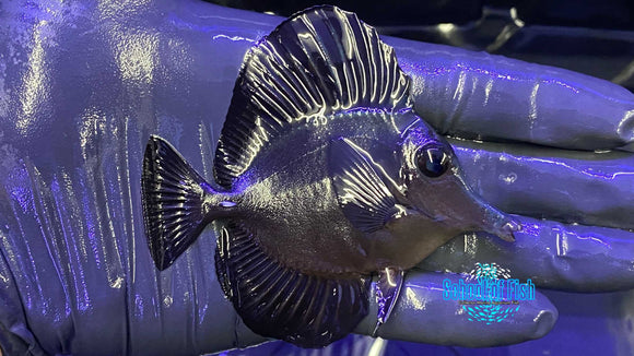 Black Tang Juvenile 2.65" L2