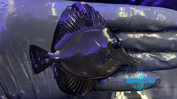 Black Tang Juvenile 2.65" M1