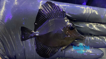 Black Tang Juvenile 2.65" R2