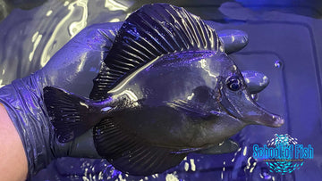 Black Tang #1 6"