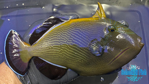 Hawaiian Black Triggerfish 6"