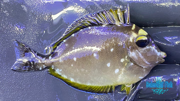 Blonde Naso Tang Juv