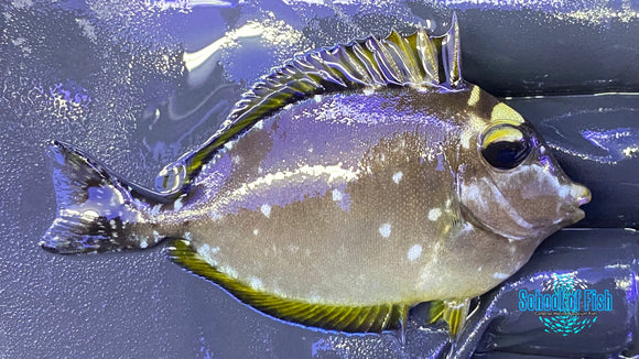 Blonde Naso Tang Juv
