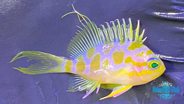 Blotchy Anthias 2" #2