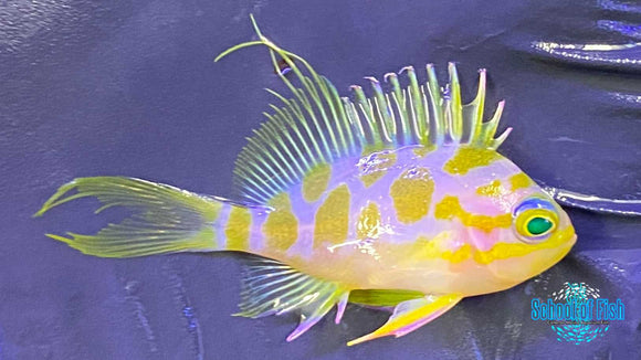 Blotchy Anthias 2" #2