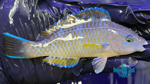 Blue Barred Parrotfish #1
