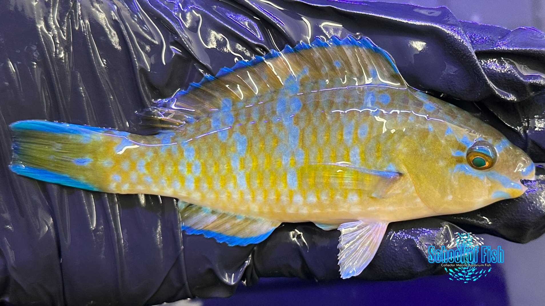 Blue Barred Parrotfish #2