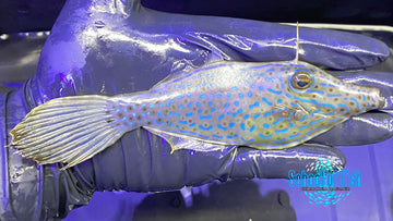 Scrawled Broomtail Filefish