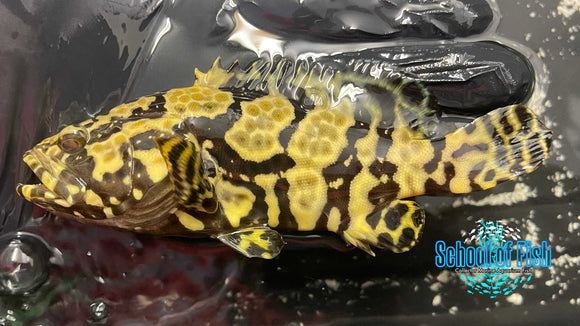 Bumble Bee Grouper Hybrid