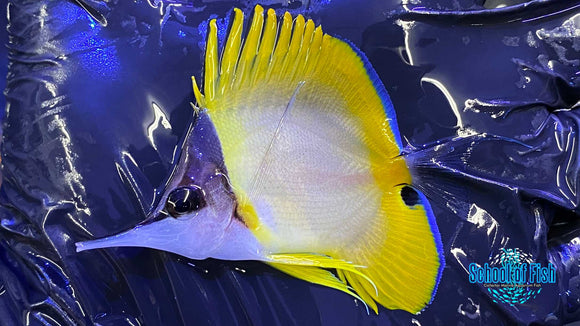 Cenderawasih Longnose Butterflyfish M1