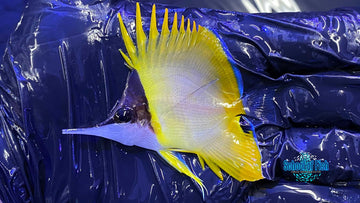 Cenderawasih Longnose Butterflyfish M2