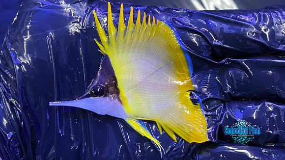 Cenderawasih Longnose Butterflyfish M2