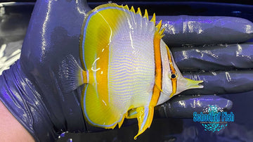 Marginalis Butterfly #2