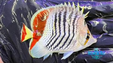 Red Sea Eritrean Butterflyfish J4
