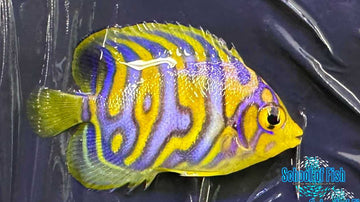 Regal Angel Misbar Captive Bred