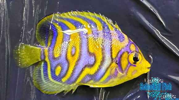 Regal Angel Misbar Captive Bred