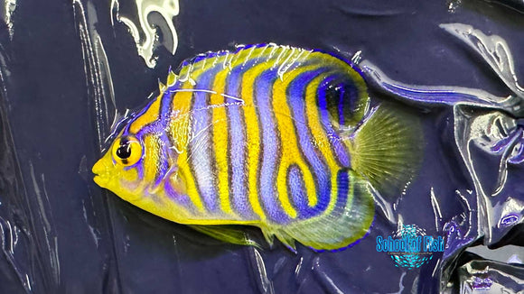 Regal Angel Misbar Captive Bred