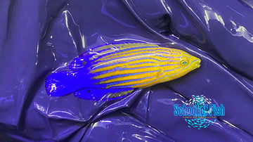 Candycane Femininus Wrasse Female 2"