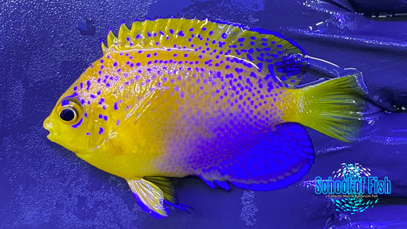 Interuptus Angelfish (Captive Bred)