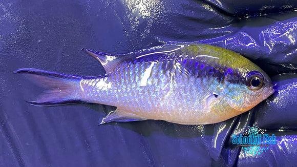 Great Barrier Reed Chromis