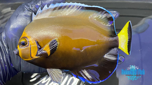 Conspicuous Angelfish (WILD)