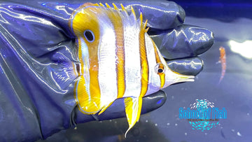 Copperband Butterflyfish