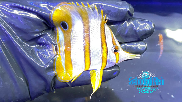 Copperband Butterflyfish