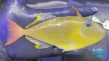 Crosshatch Triggerfish MALE