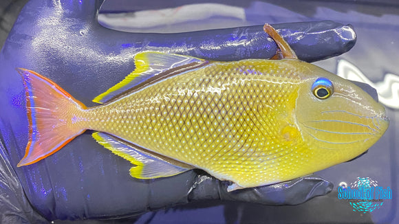 Crosshatch Triggerfish MALE