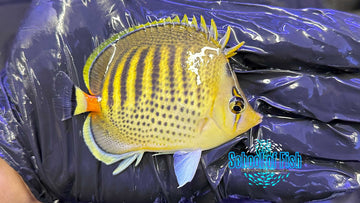 Punctuata Butterflyfish