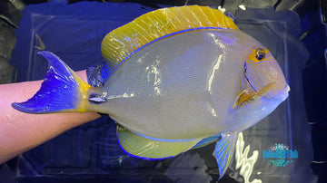 Aussi Dussumieri Tang 14"