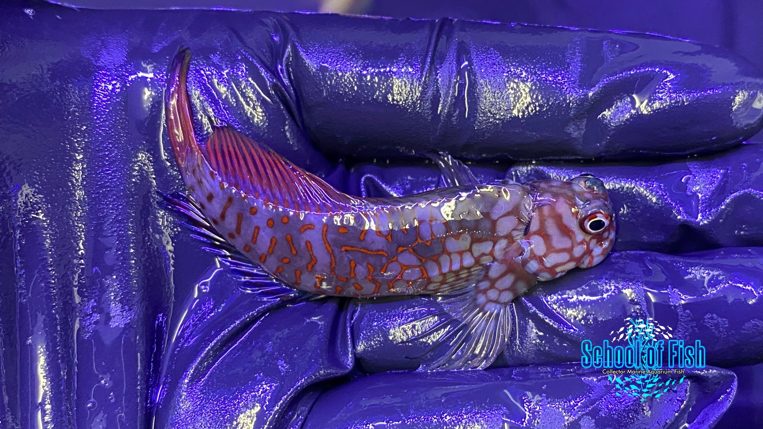 Ember Blenny Supermale 1