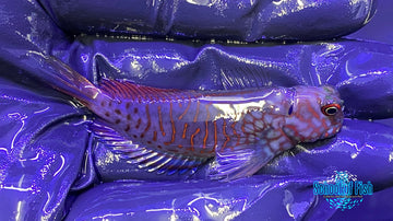 Ember Blenny Supermale 2