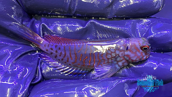 Ember Blenny Supermale 2