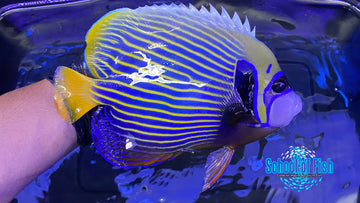 Christmas Island Orange Tail Emperor Angelfish 7"