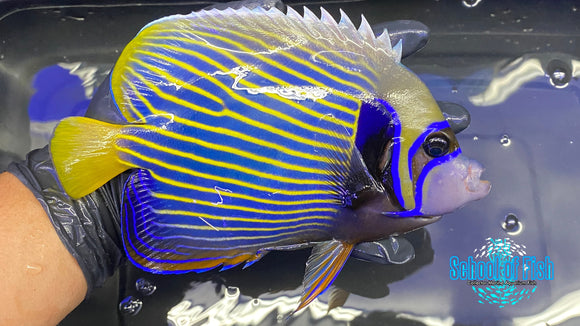 Imperator Angelfish 7"