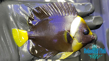 False Personifer Angelfish M