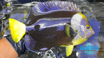 False Personifer Angelfish Male 9"