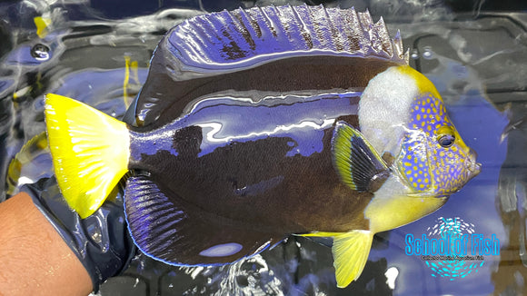 False Personifer Angelfish Male 9"