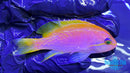 Bimaculatus Anthias Pair-2