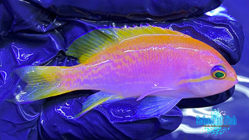 Bimaculatus Anthias Female Pair