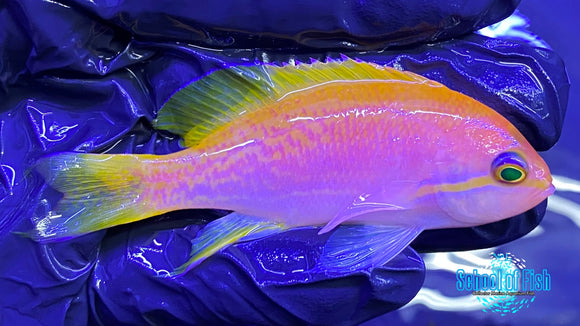 Bimaculatus Anthias Female Pair
