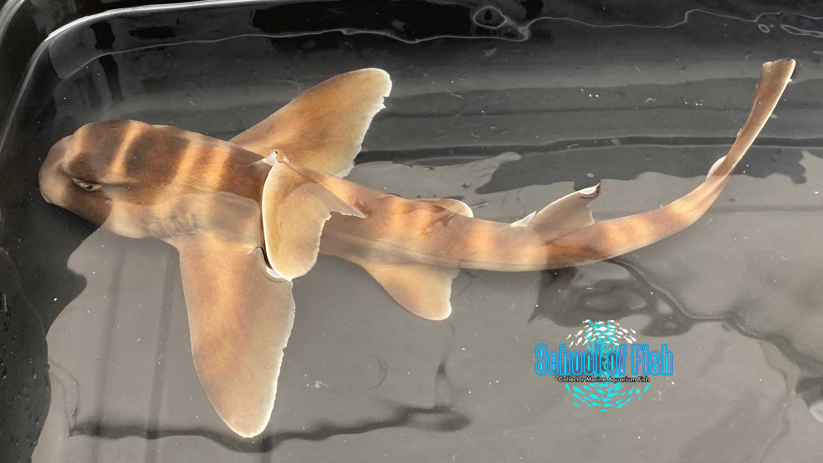 Japanese Bullhead Horn Shark 16" Female