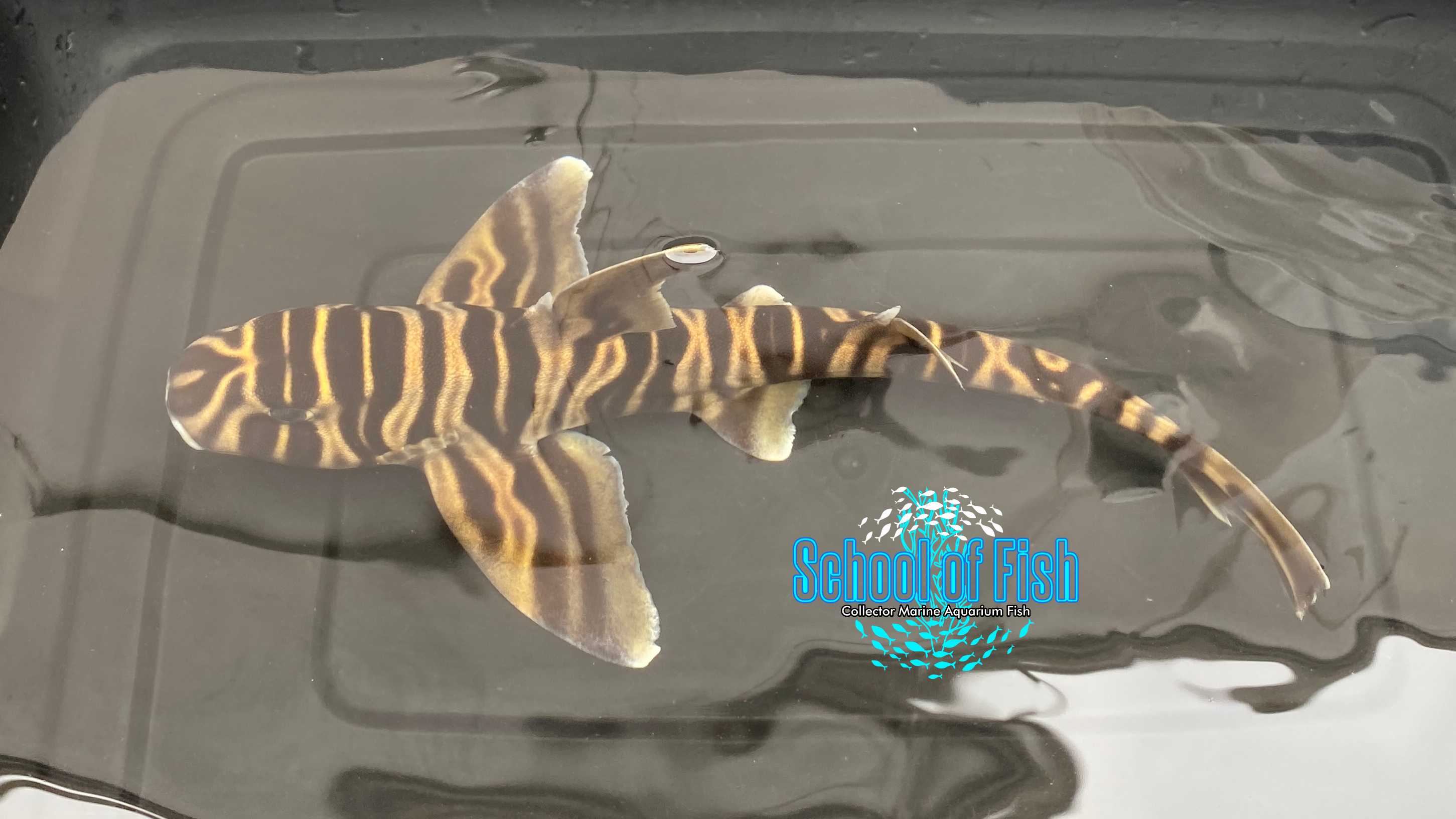 Japanese Zebra Horn Shark  12" Female