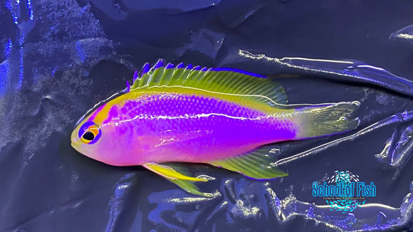 Japanese Ventralis Anthias Female 1."