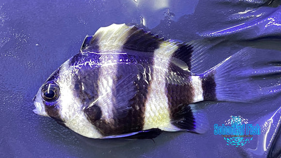 Footballer Damsel #1