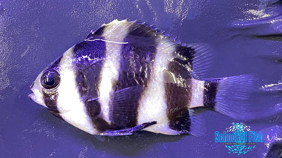 Footballer Damsel #2