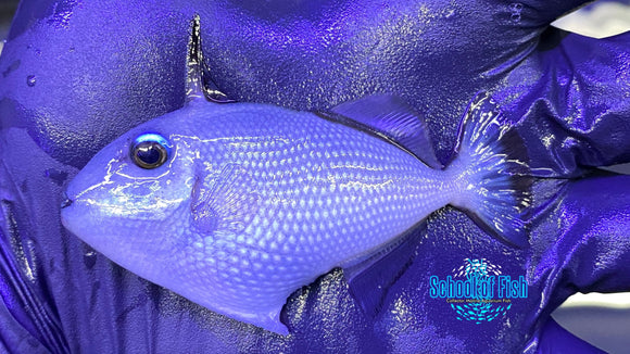 Goldenback Triggerfish Juv. 2.5" #1